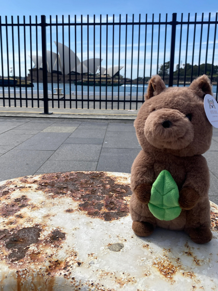 Banjo The Quokka